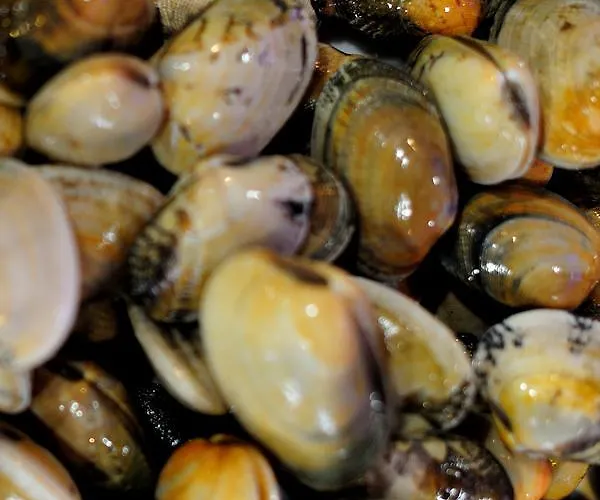 Restaurante Elisardo * Noia